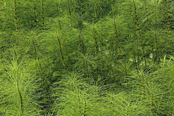 Jones, Adam 아티스트의 Horsetail ferns-Hoh Rainforest-Olympic National Park-Washington State작품입니다.